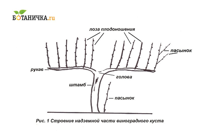 Строение надземной части виноградного куста
