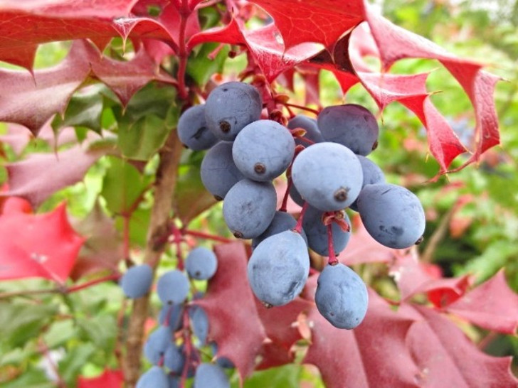 Осенью на фоне бордовой листвы магонии падуболистной синеют кисти ягод. © DianesDigitals