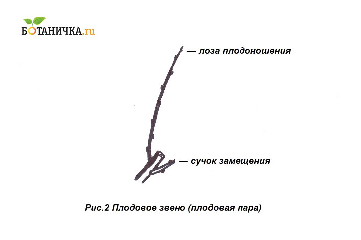 Плодовое звено (плодовая пара)