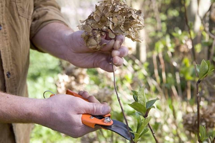 В апреле обязательно обрезают гортензию древовидную и метельчатую. © Gardeners World