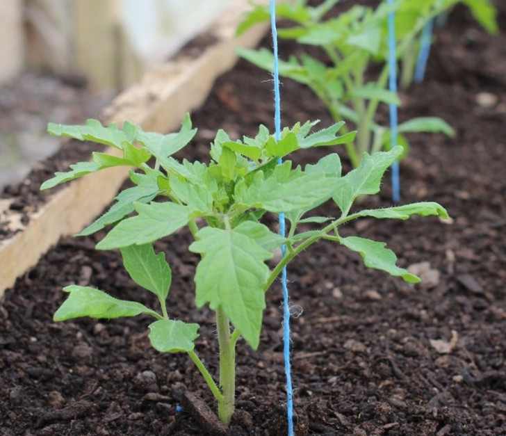При высаживании рассады томатов высокорослых сортов важно сразу установить для них опору. © Quickcrop