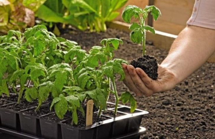Минимизируйте риски повреждения корней рассады при пересадке. © Gardener’s Supply