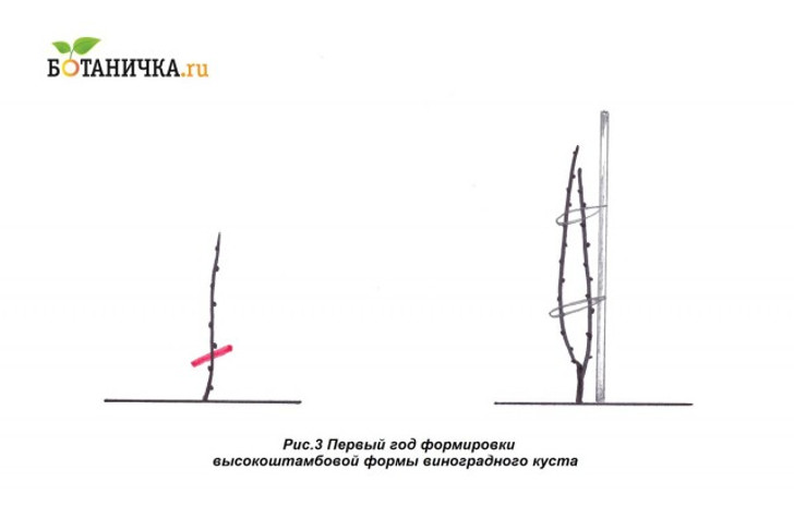 Первый год формирования винограда на штамбе