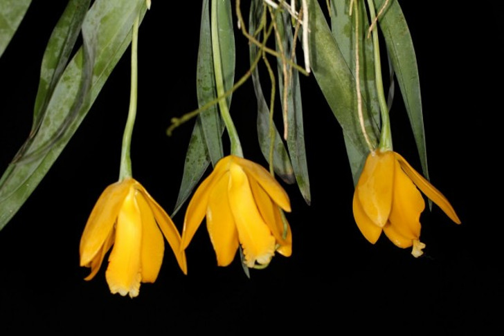 Эухиле цитрусовая (Euchile citrina). © John Varigos