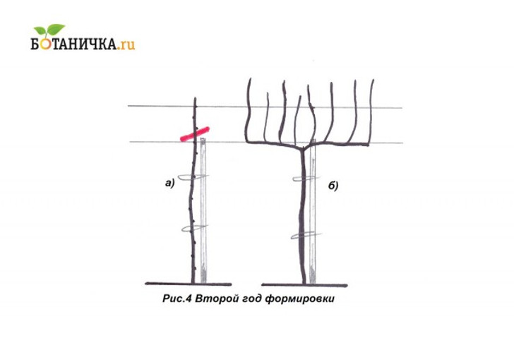 Второй год формирования винограда на штамбе