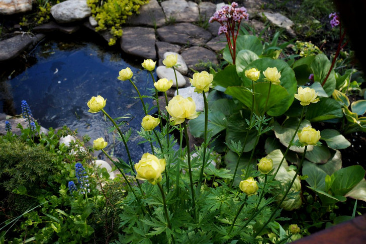 Возле прудика непременно посадите купальницу, которая порадует нежными цветочками в мае. © Людмила Светлицкая