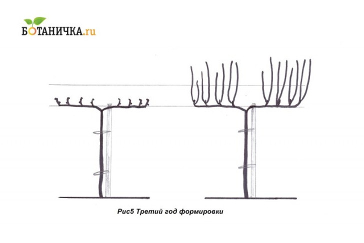 Третий год формирования винограда на штамбе