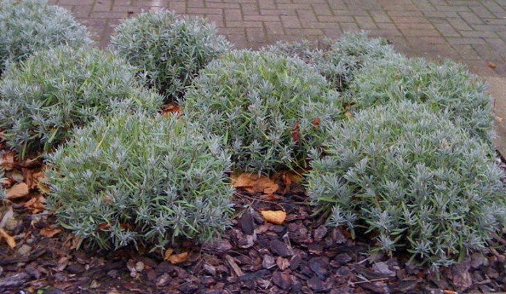 Лаванду важно обрезать весной, чтобы придать растению сферическую форму. © Oxford Pruning Company