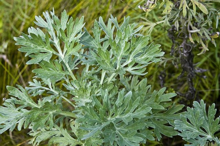 Полынь горькая (Artemisia absinthium). © Our Sacred Garden