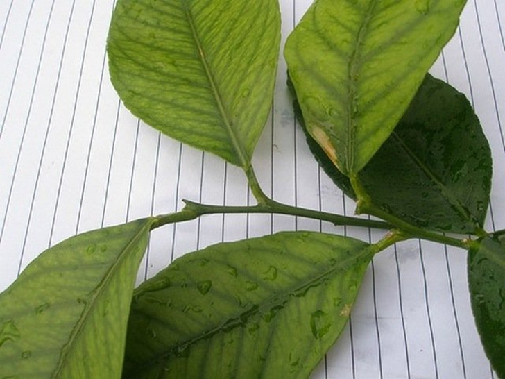 Симптомы недостатка марганца на листьях лимона. © pavlovolimon