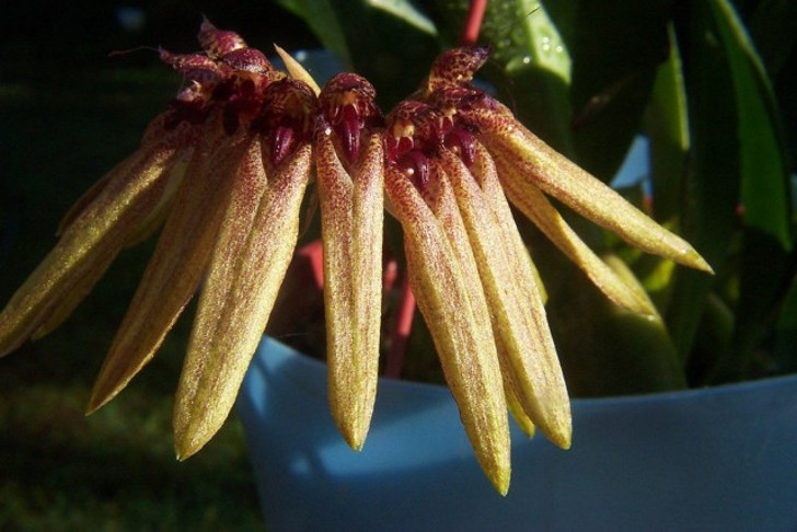 Бульбофиллум пестрый (Bulbophyllum picturatum). © dwittkower