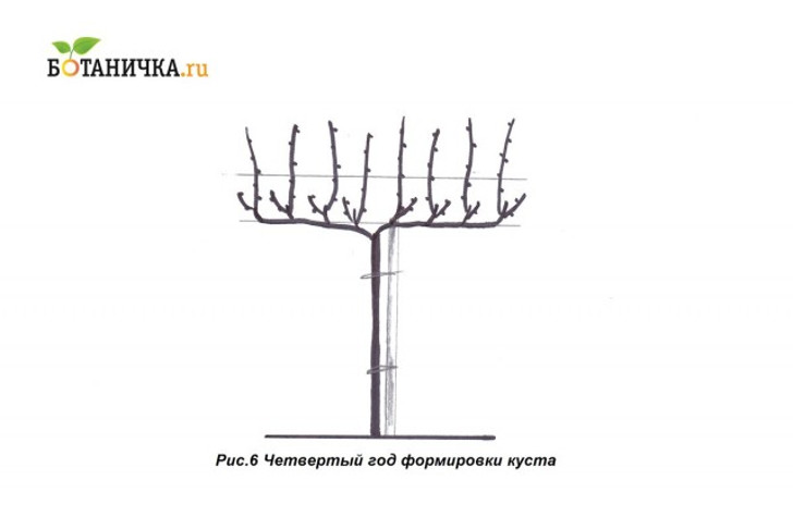 Четвертый год формирования винограда на штамбе