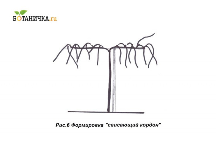 Формировка виноградного куста «свисающий кордон»