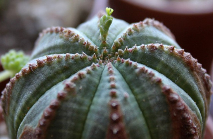 Молочай тучный (Euphorbia obesa). © alloe.