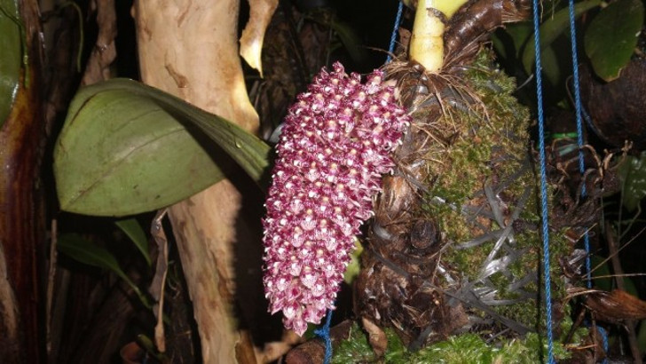 Бульбофиллум бекарри (Bulbophyllum beccarii). © Bukalapak