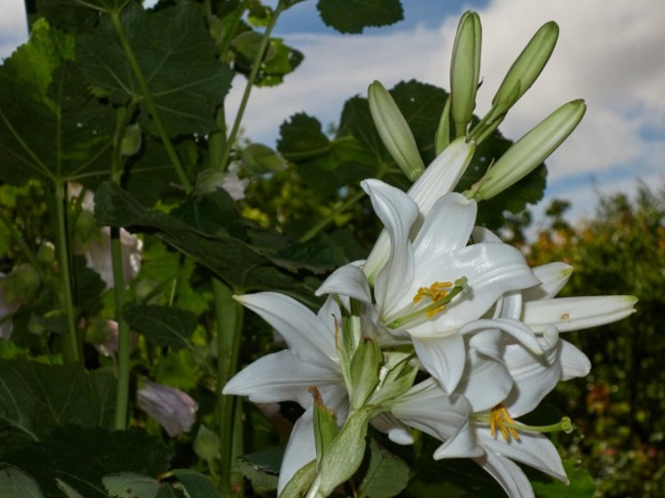 Лилия белоснежная, или Кандидум (Lilium candidum). © Ana Carrapiso