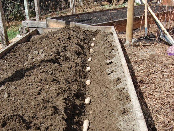Даже на самых никудышных почвах можно вырастить отличный урожай картошки, высаживая её в высокие грядки. © induced