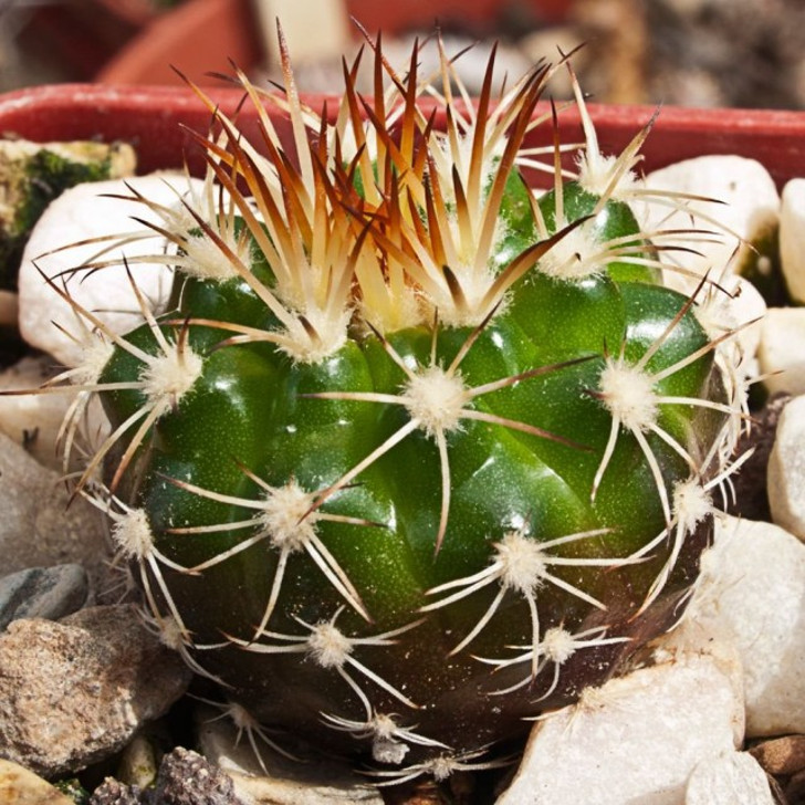 Дискокактус незамечательный (Discocactus pseudoinsignis). © kaktus-world