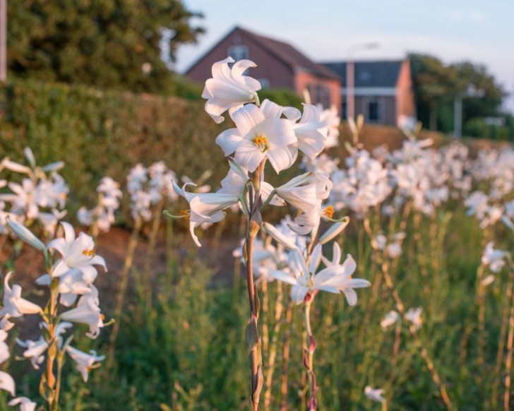 И лилия белоснежная, и ее гибриды – растения не устойчивые к заболеваниям. © Farmer Gracy