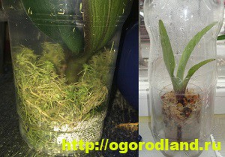 Наращивание корней орхидеи на мхе