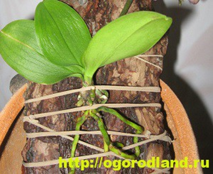 Наращивание корней орхидеи на куске коры
