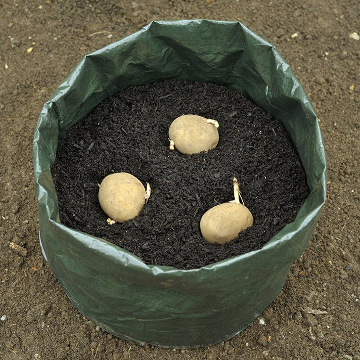 Картошку можно выращивать даже в полиэтиленовых мешках. © Webbs Garden Centres