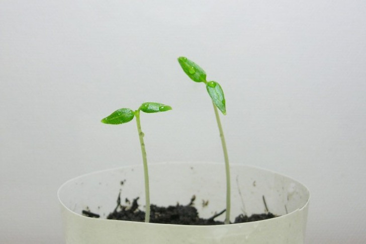 Цифомандру можно выращивать из черенков или классическим методом – из семян. © Maja Dumat