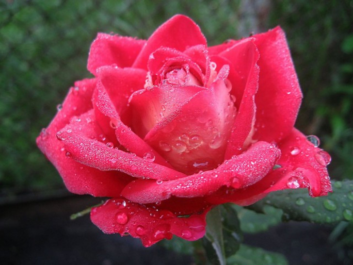 Сильнее всего благоухание роз ощущается в утренние часы. © Людмила Светлицкая