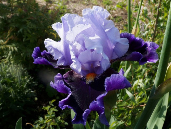 Большинство фиолетовых сортов имеют классический аромат ириса. © Людмила Светлицкая