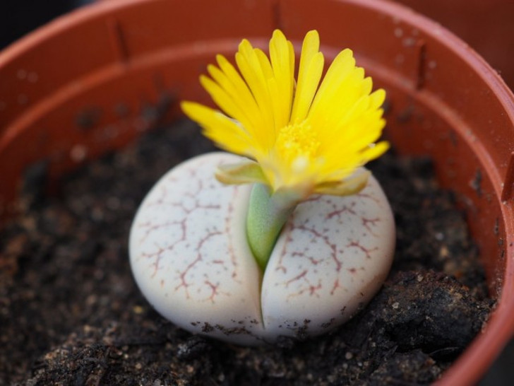 Литопс (Lithops). © Fred’s Uncle