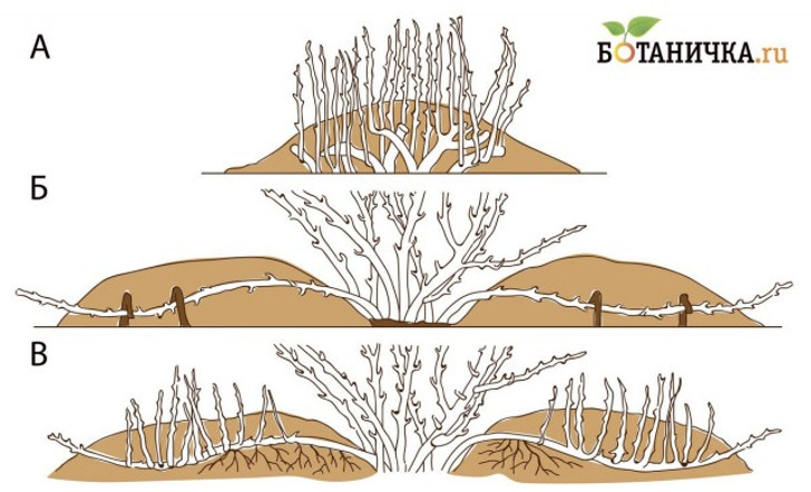 Рис. 1. Размножение растений отводками: а) вертикальными; б) горизонтальными; в) укорененные горизонтальные отводки