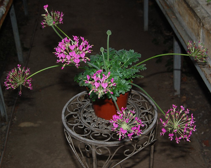 Пеларгония потучневшая (Pelargonium incrassatum). © Katya Kotskaya