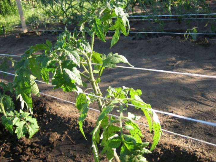 Шпалерный метод подвязки томатов подразумевает коллективную поддержку растений. © eda-land