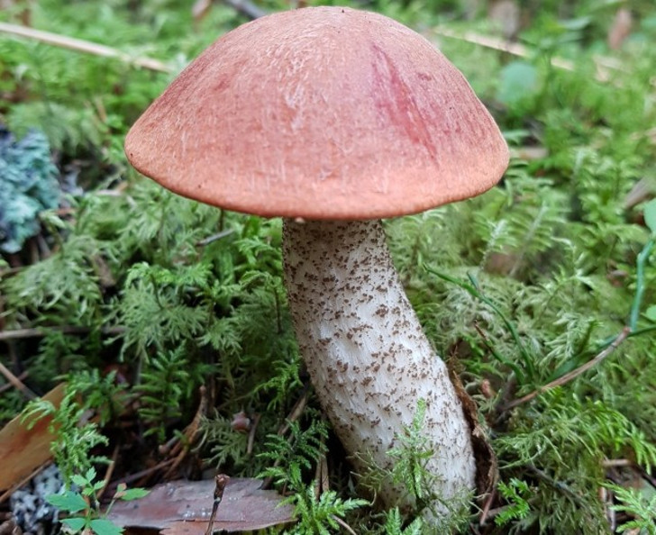 Подосиновик — гриб, который средне накапливает радионуклиды. © Инна Бернадская