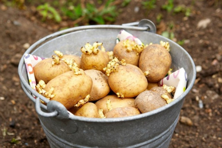 Тщательно выбирая здоровый материал для посадки, соблюдая севооборот и подбирая устойчивые против фитофторы сорта картофеля, можно её избежать. © Nature Stuff
