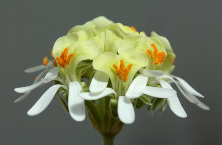 Пеларгония орхидная (Pelargonium ochroleucum). © jeffs bulbesetpots