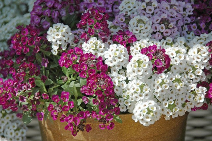 Если подкармливать алиссум регулярно, но не помногу, он будет радовать цветением все лето. © hatgionghoasoccon