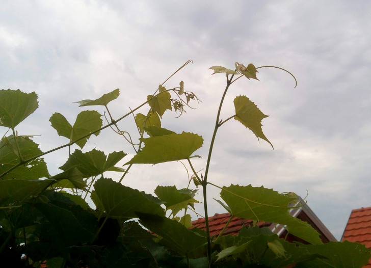Для чая из виноградных листьев годятся только самые молодые листочки. © Ольга Ольшанская