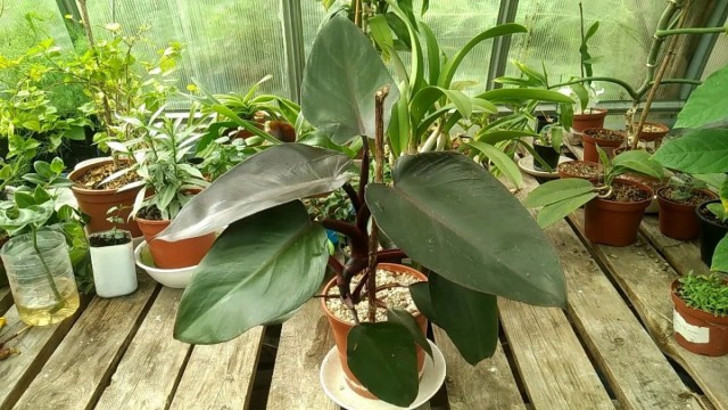 Филодендрон краснеющий — одно из растений, которые хорошо подходят для гидропоники. © Гидропоника комнатных растений