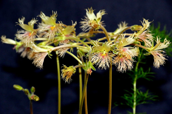 Пеларгония Боукера (Pelargonium bowkeri). © Elena Ioganson