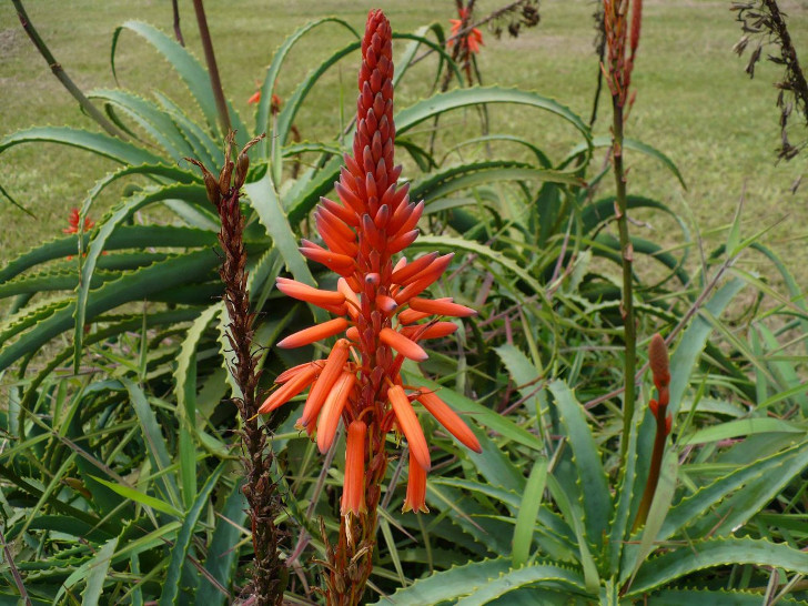Цветение древовидного алоэ (Aloe arborescens). © plantsystematics