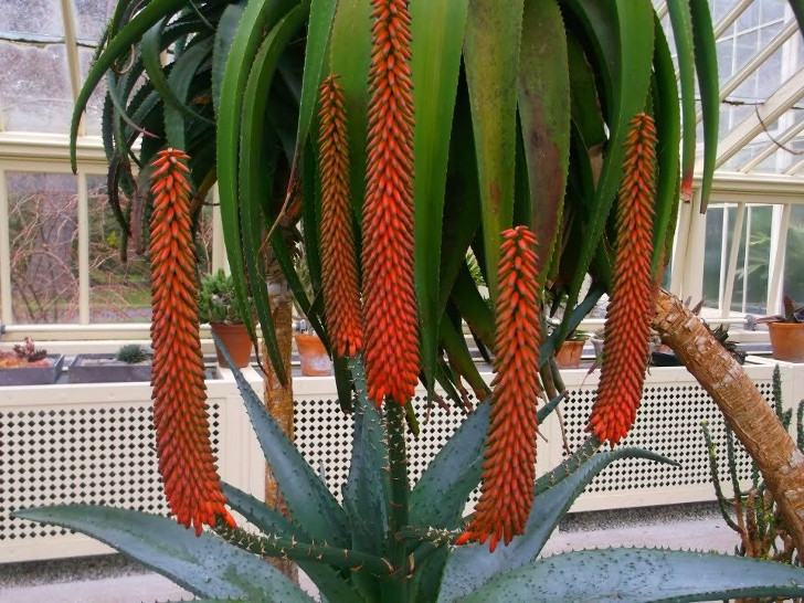 Цветение устрашающего алоэ (Aloe ferox). © Desert Plants of Avalon