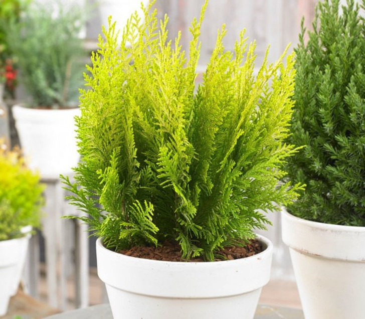 Сортовые растения с оригинальными окрасами более светолюбивы, чем простые зеленые кипарисовики. © bakker