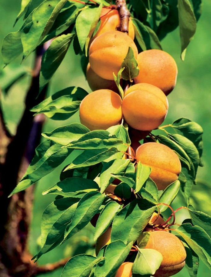 Колоновидный абрикос. © Mein schöner Garten