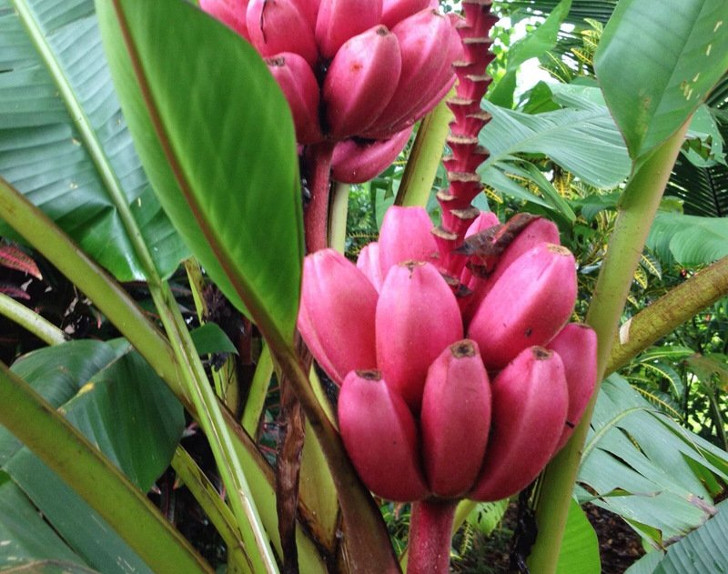 Банан розовый бархатный (Musa velutina). © lanhuehoanghon