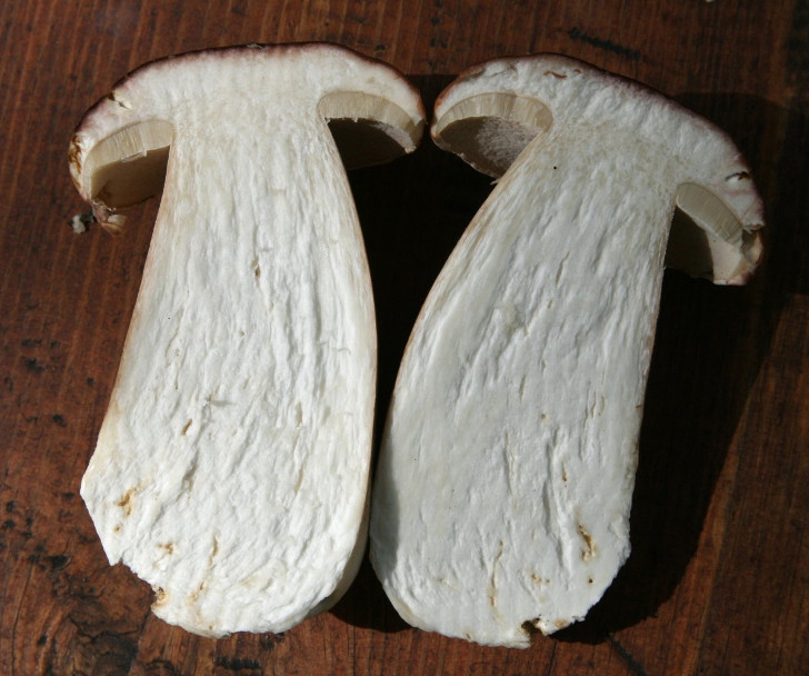 Юный белый гриб в разрезе. © wn
