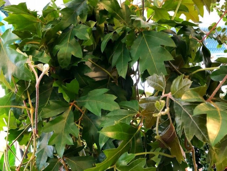 Циссус ромболистный «Эллен Даника» (Cissus Rhombifolia ‘Ellen Danica’). © shawburygardencentre