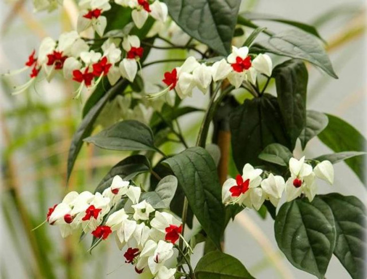 Одним из самых важных условий для цветения клеродендрума Томпсона можно считать своевременную обрезку в самом начале активной фазы роста. © flora-toskana