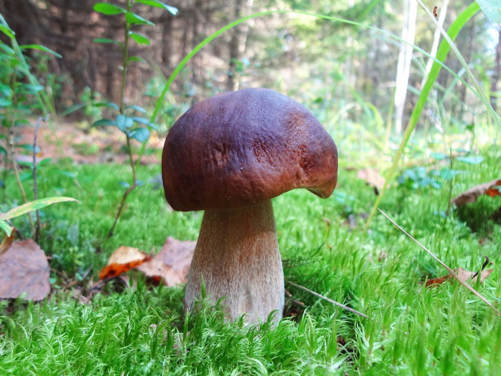 Еловый белый гриб — темный. © gribu