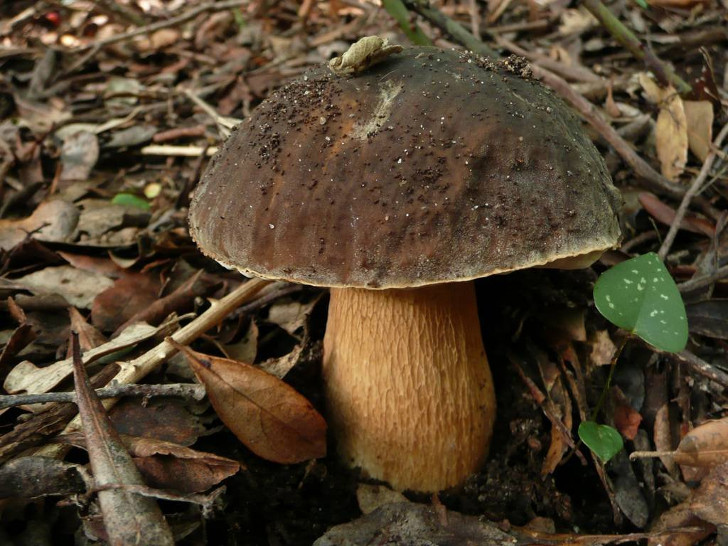 Грабовый белый гриб — с серовато-коричневой шляпкой. © gribi
